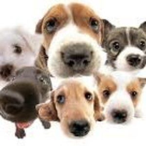 Meet your Posher, Marie